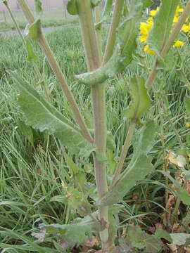 Image of Brassica rapa subsp. oleifera