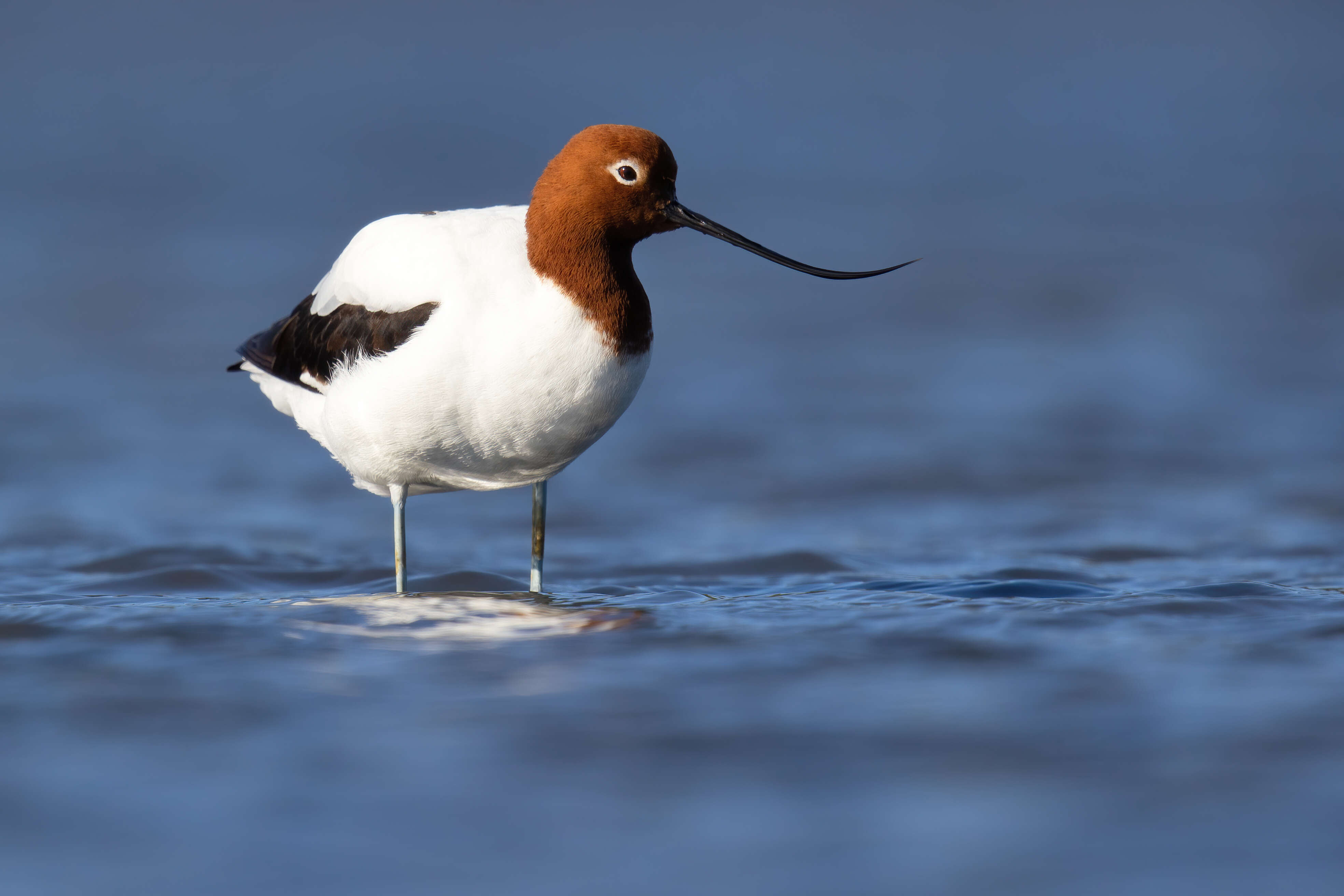 Image of Australian Red-necked Avocet