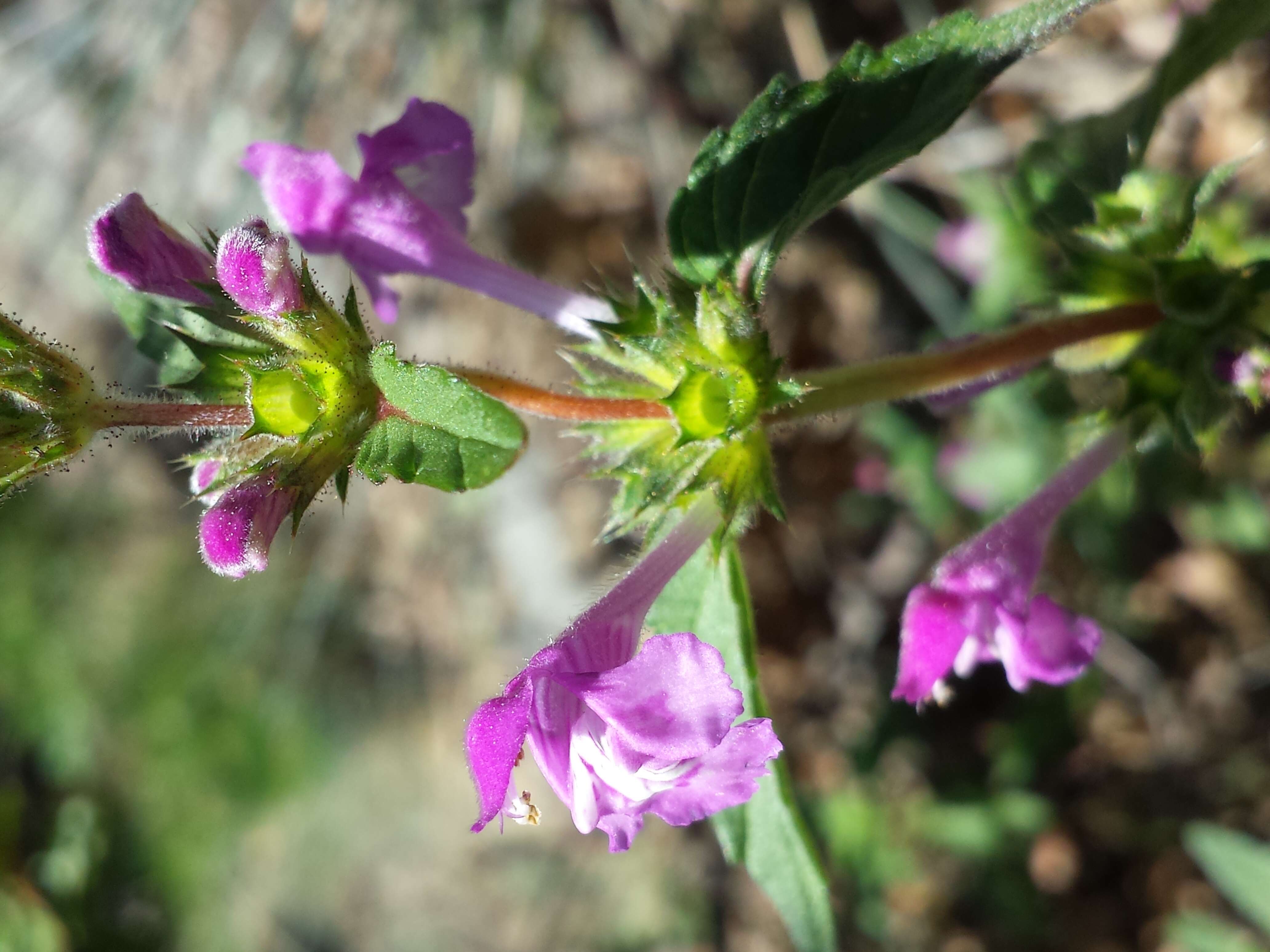 Imagem de Galeopsis ladanum L.