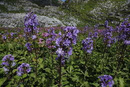 Image de Cicerbita alpina (L.) Wallr.