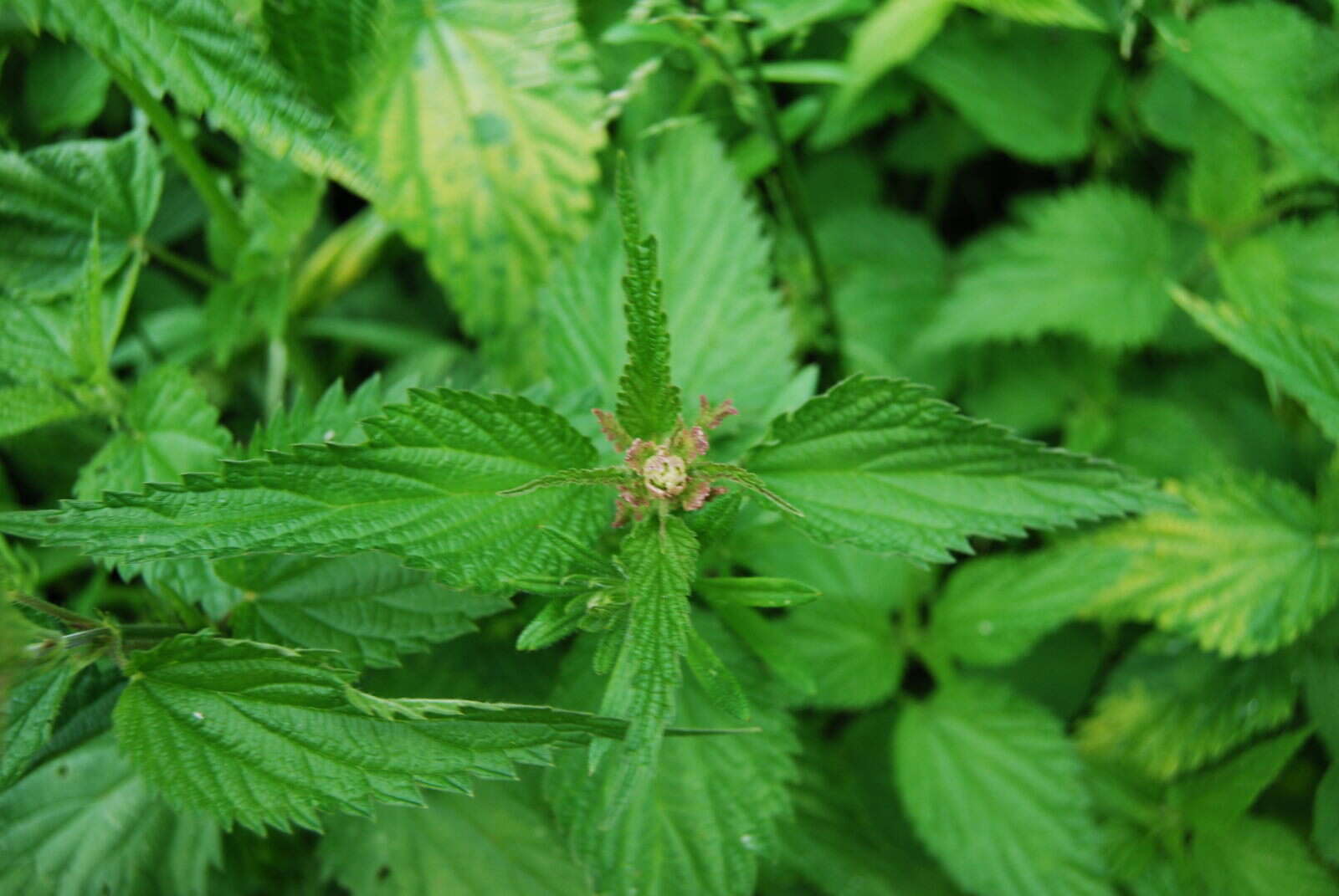 Image of Common Nettle