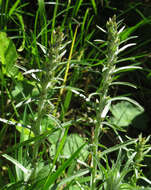 Image of heath cudweed