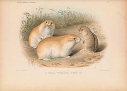 Image of STEPPE LEMMING