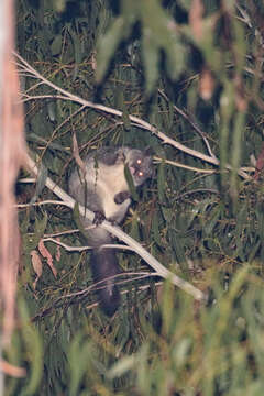 Image of Mountain Brushtail Possum