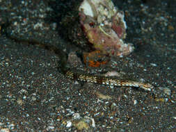 Image of Saw pipefish