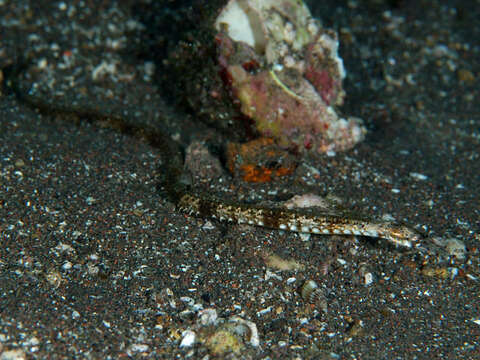 Image of Saw pipefish