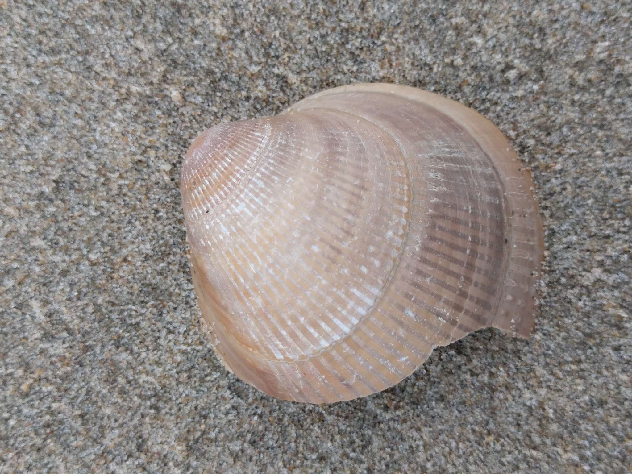 Image of Norway cockle