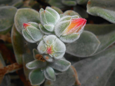 Image of Echeveria pulvinata Rose