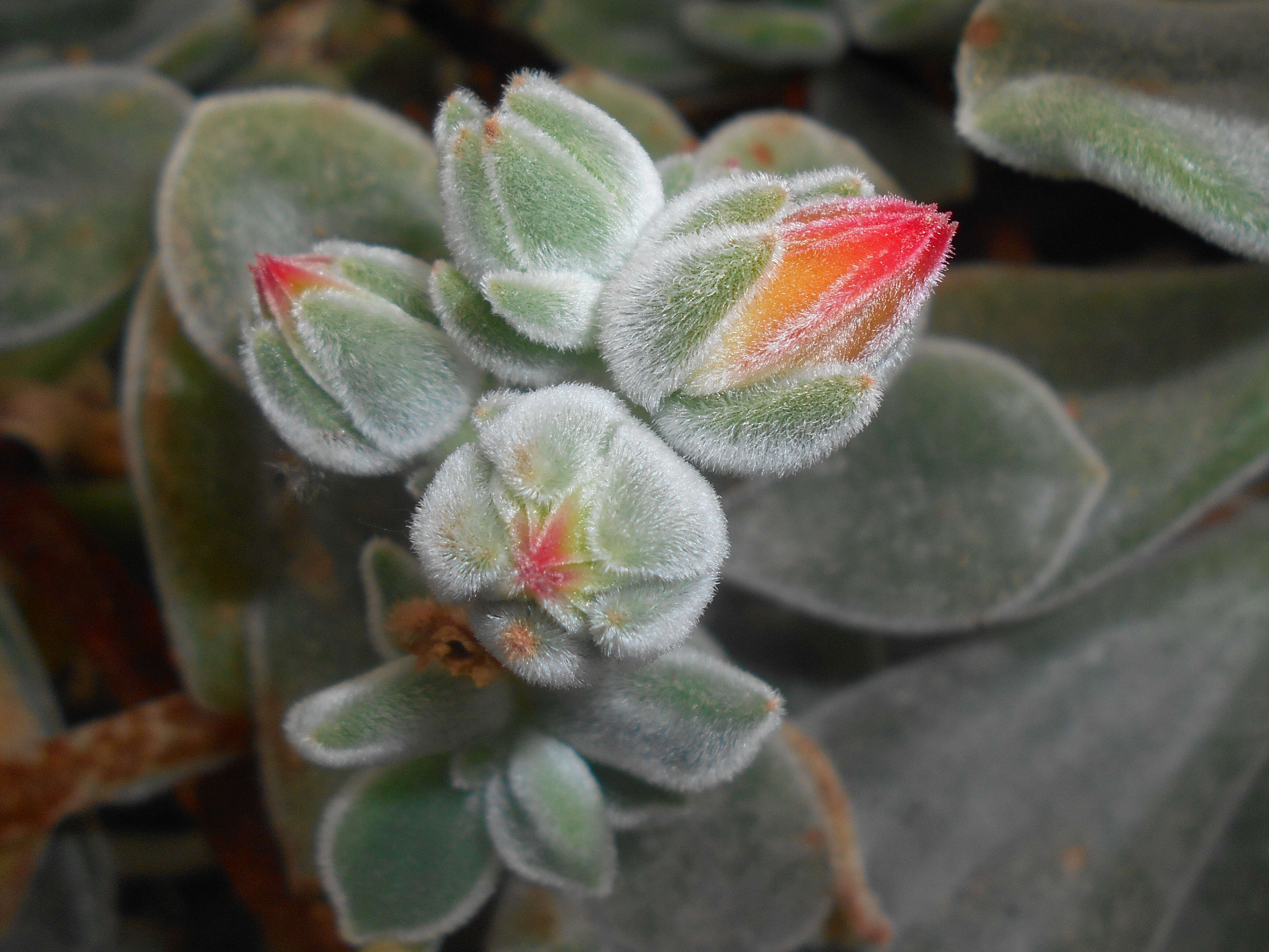 Echeveria pulvinata Rose resmi