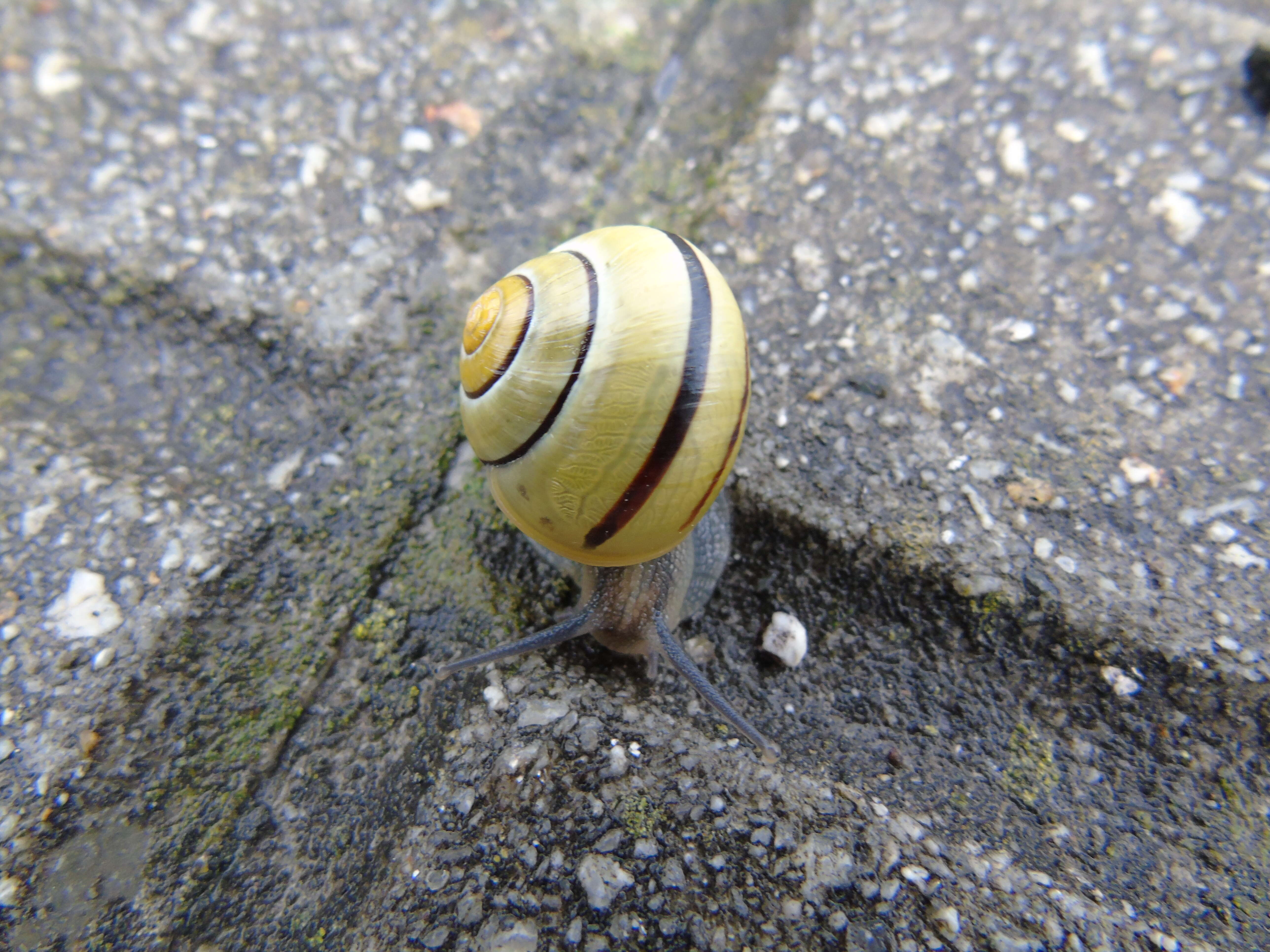 Image of Brown Lipped Snail