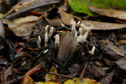 Image of Candle-snuff Fungus