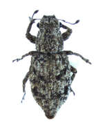 صورة Atrichonotus