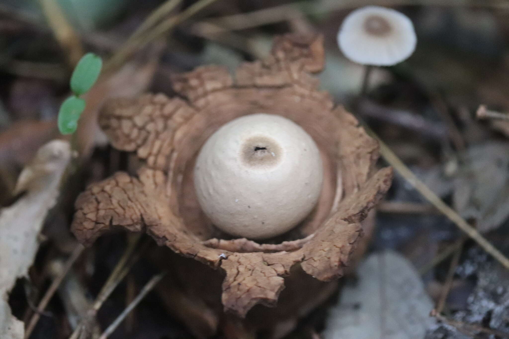 Image of Collared Earthstar