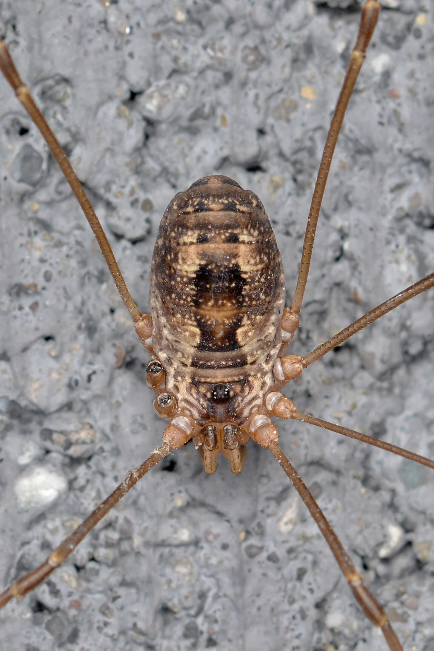 Image of Daddy-long-legs