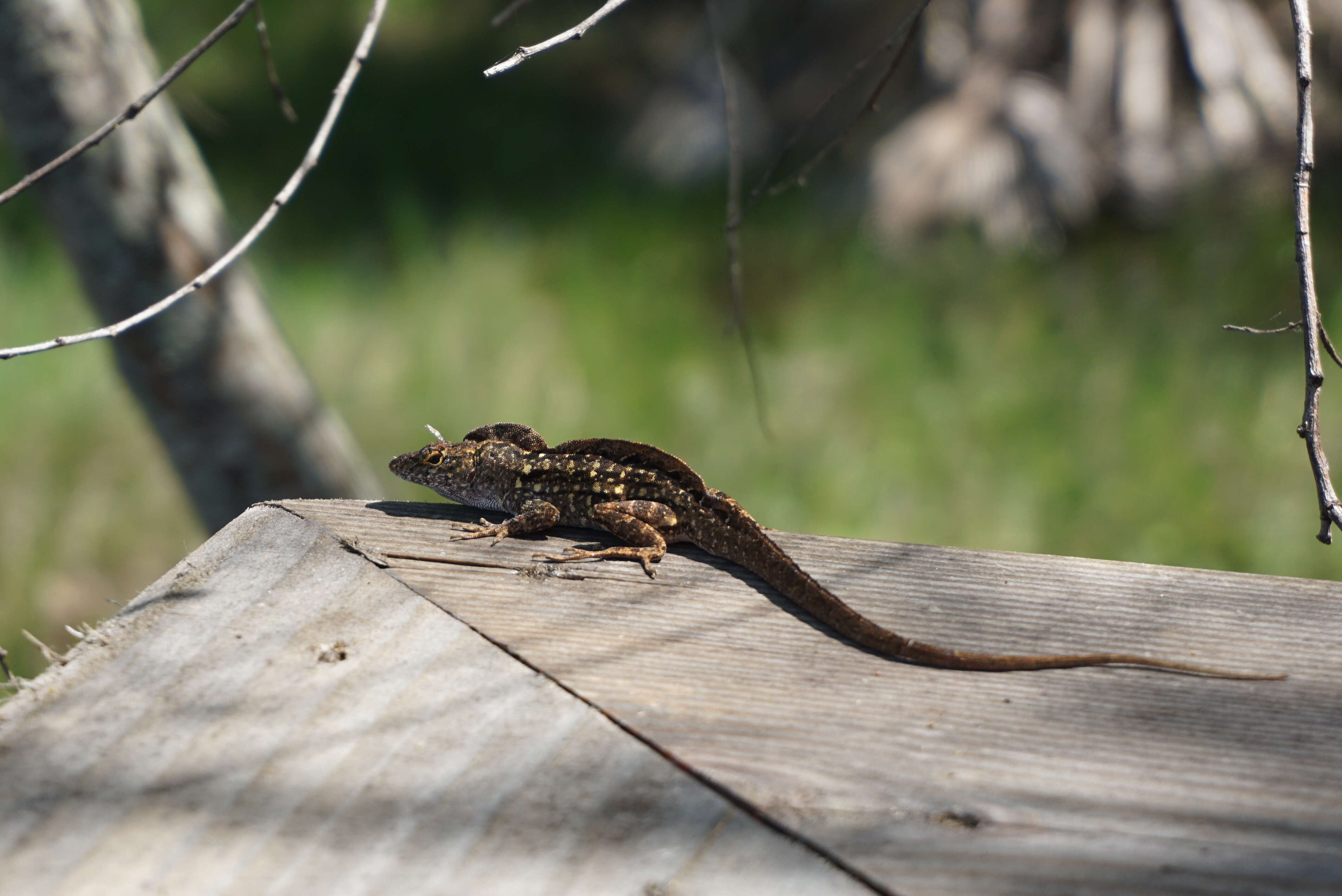 Image of Bahaman brown anole