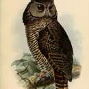 Image of Shelley's Eagle Owl