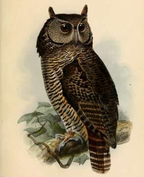 Image of Shelley's Eagle Owl