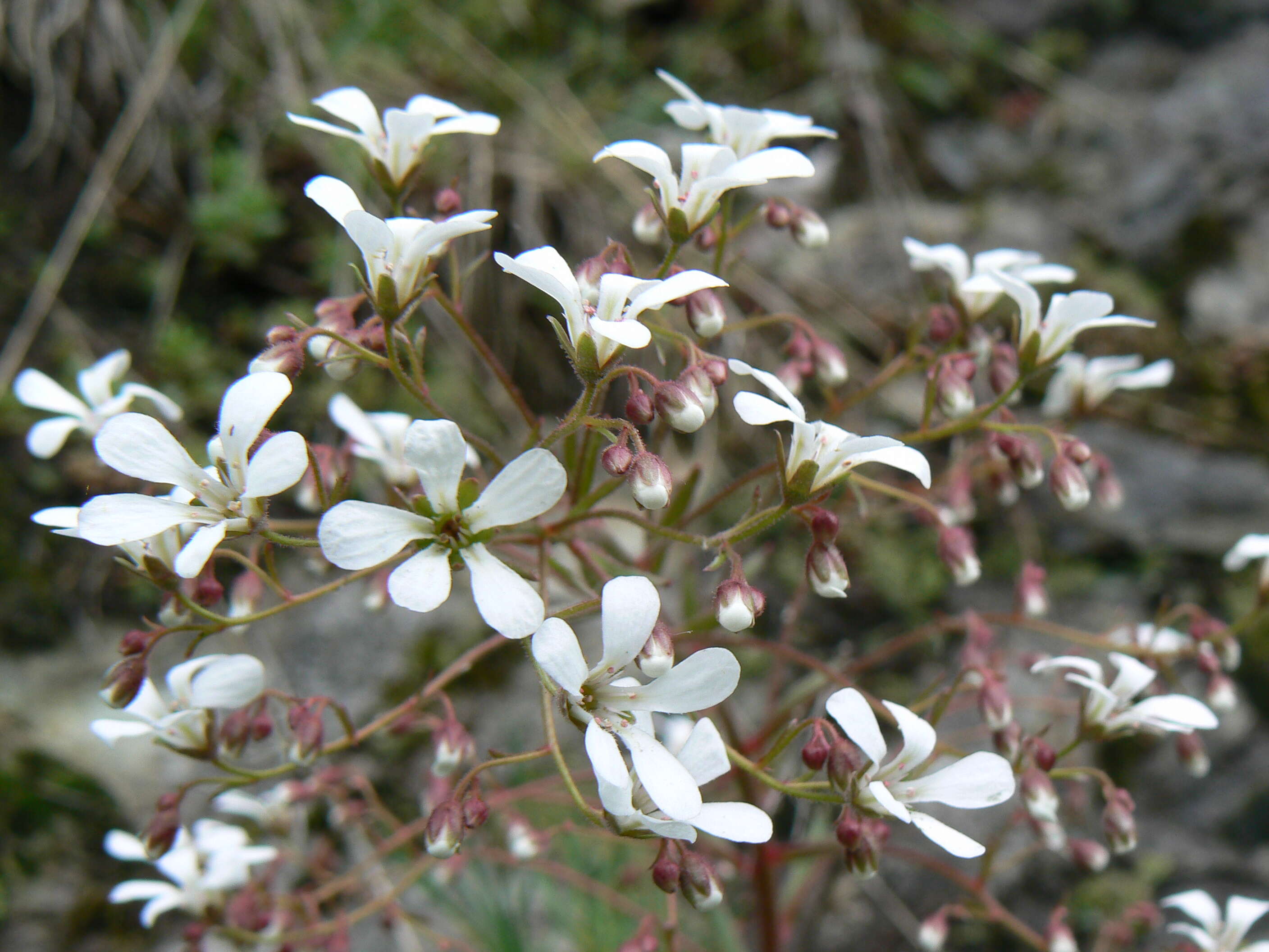 Imagem de Saxifraga cotyledon L.