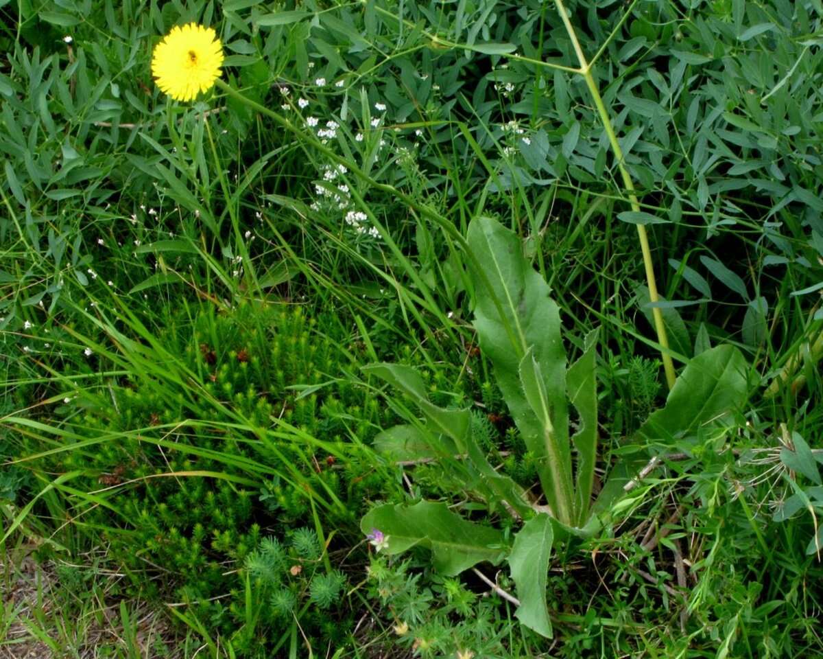 Image of Hypochaeris maculata L.