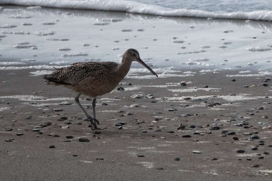 Image of Long-billed Curlew