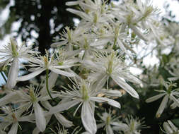 Imagem de Clematis terniflora DC.