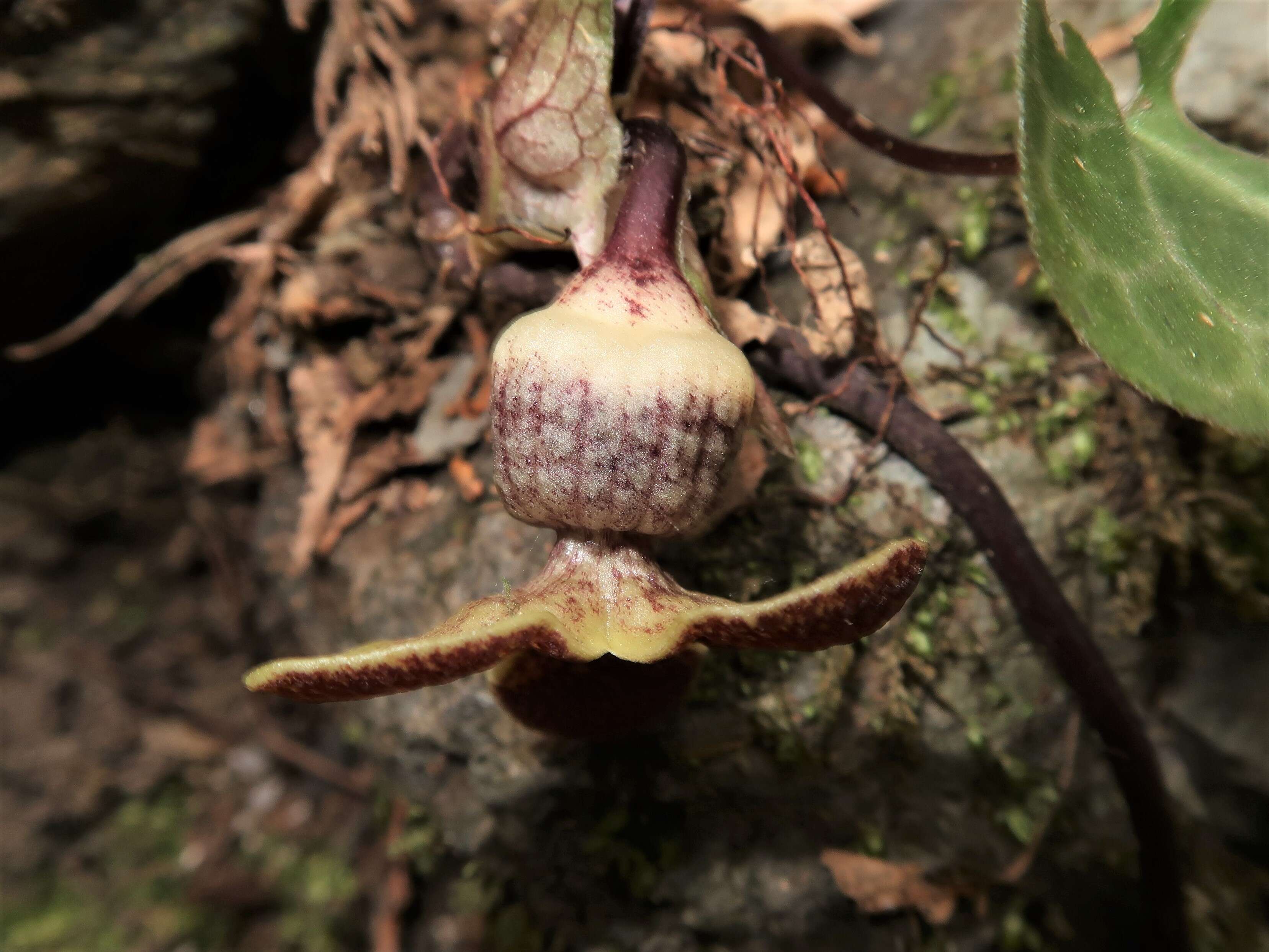 Image of Wild ginger