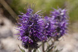 Image of silky phacelia