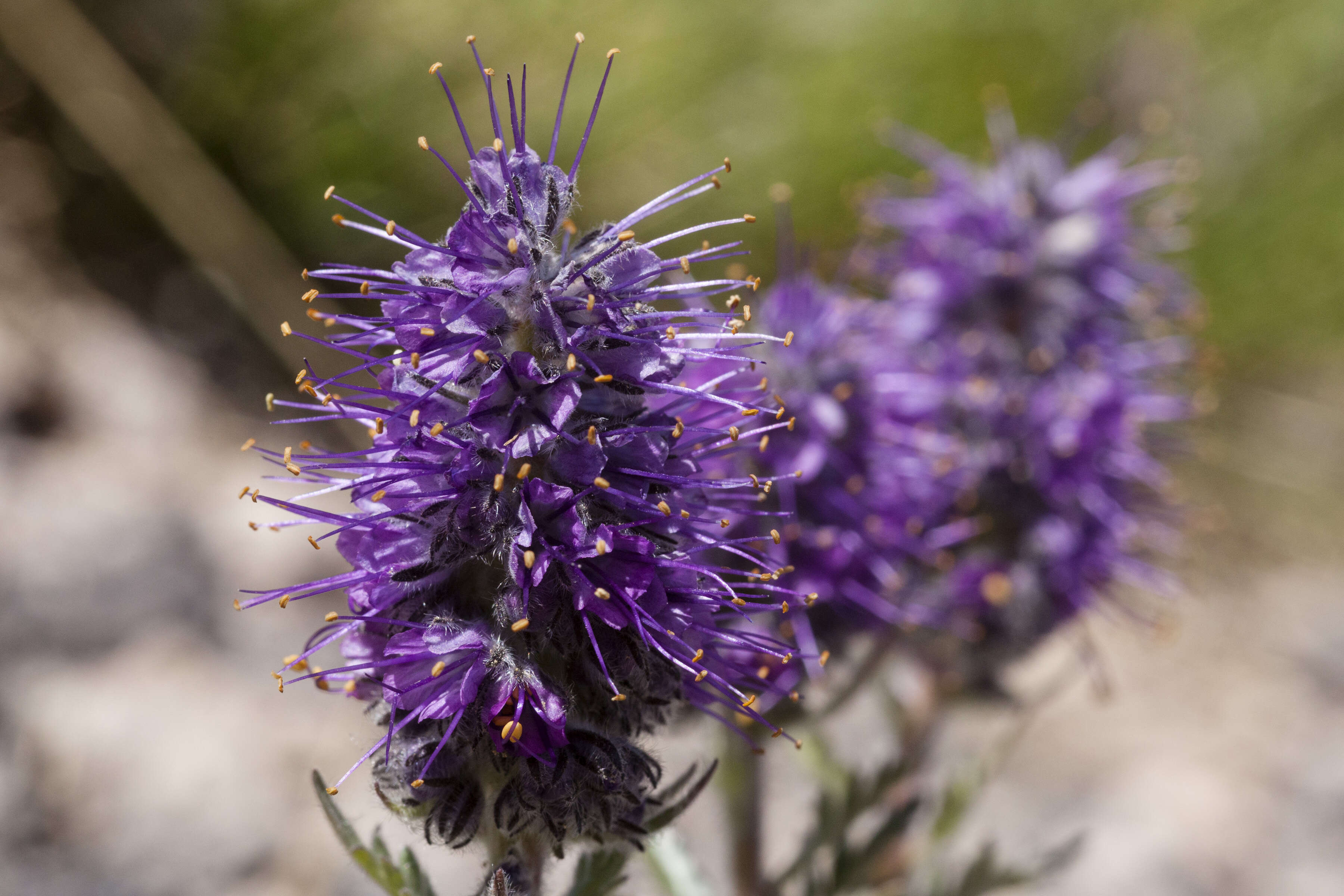 Image of silky phacelia