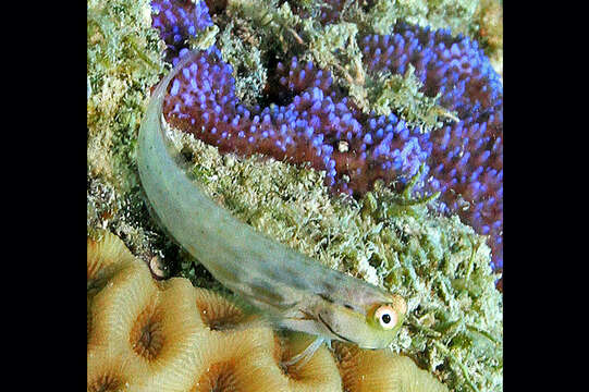 Image of Great Barrier Reef Blenny