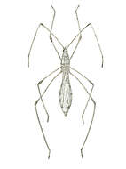 Image of stilt bugs