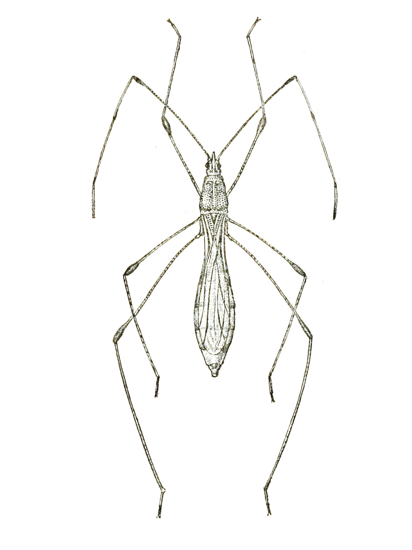 Image of stilt bugs