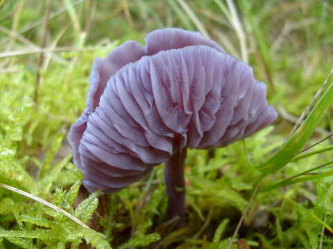 Image of Laccaria amethystina Cooke 1884