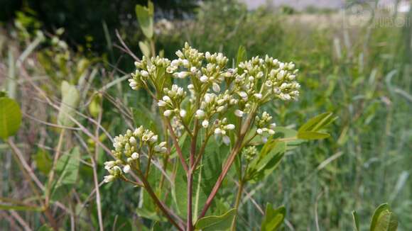 Plancia ëd Apocynum cannabinum L.