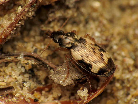 Plancia ëd Tetragonoderus (Tetragonoderus) fasciatus (Haldeman 1843)