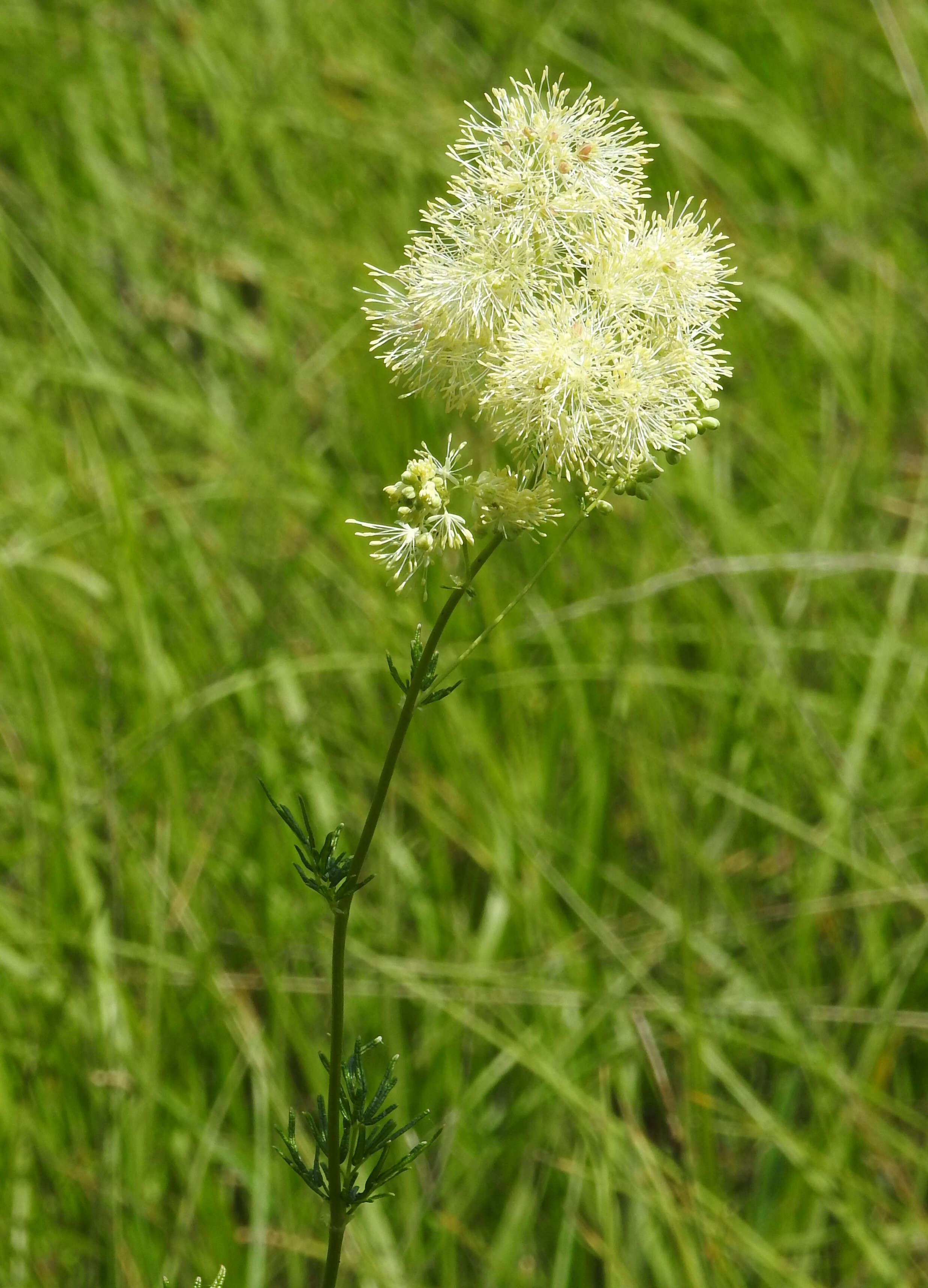 Image de Thalictrum lucidum L.