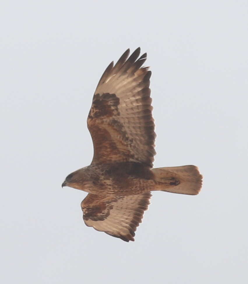 Image of Common Buzzard