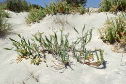 Image of sea spurge