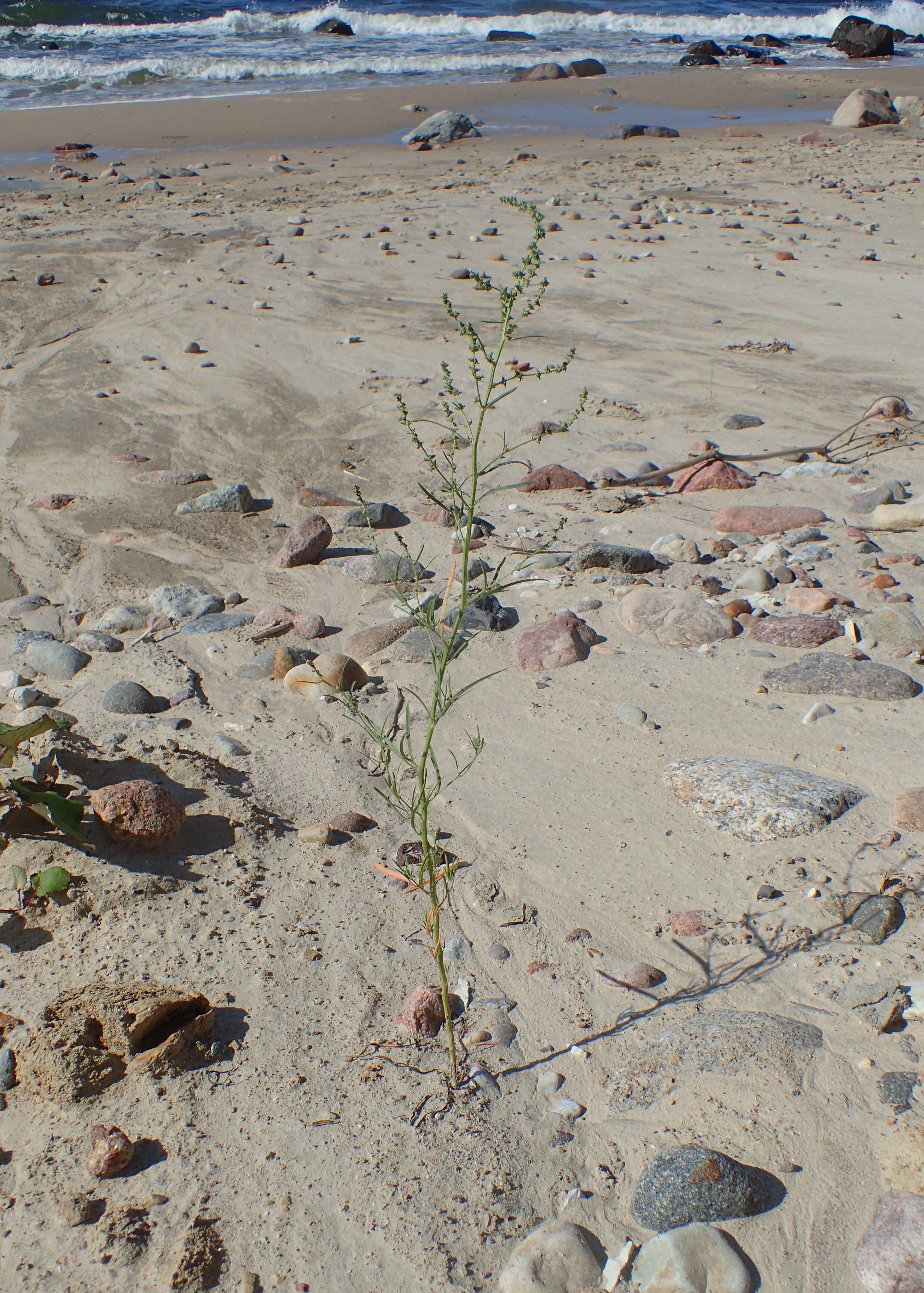 Image of Grass-leaved orache