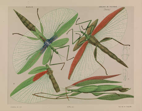 Image of Tropidoderus