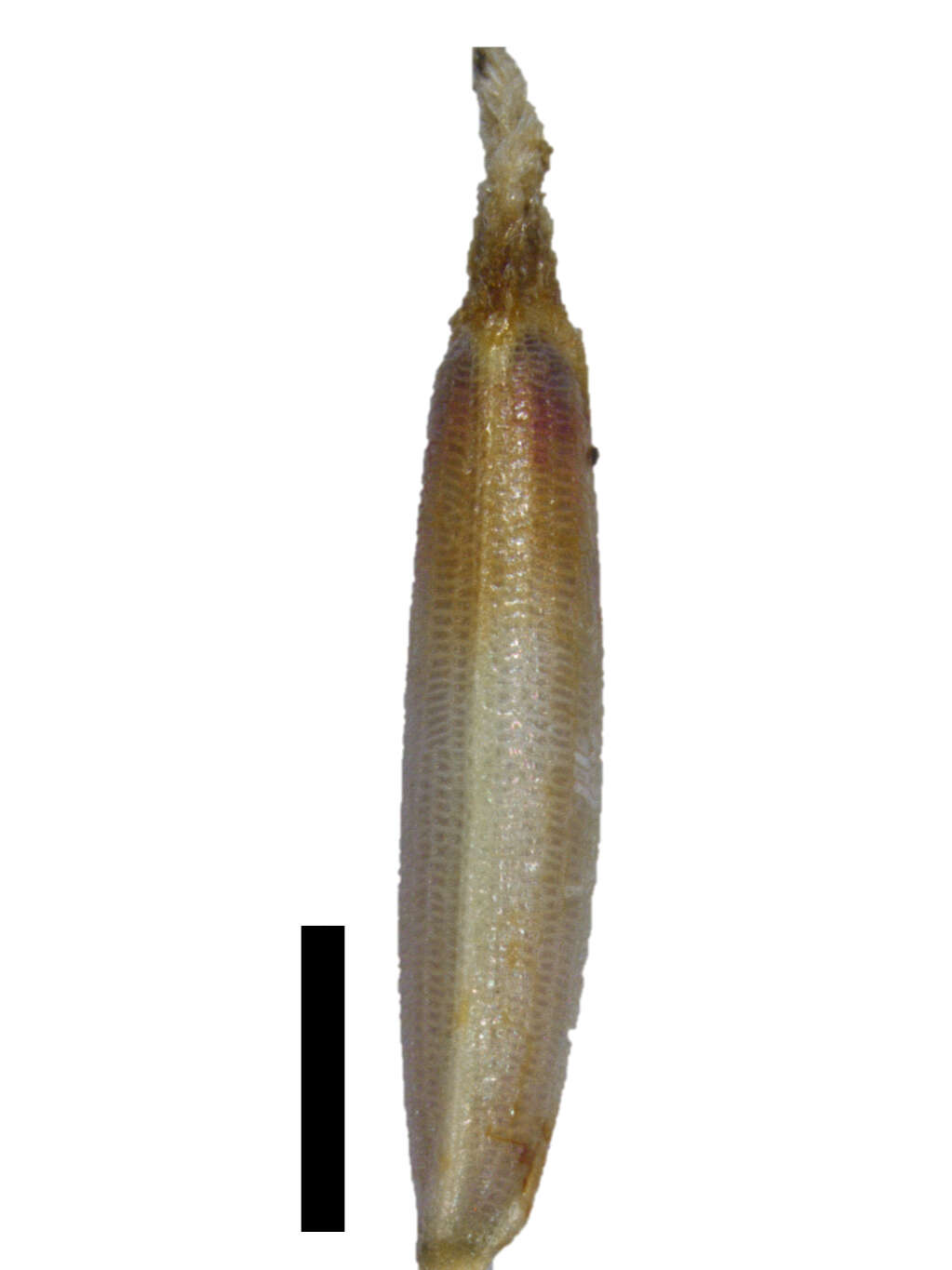 Image of Tetraria ligulata (Boeckeler) C. B. Clarke