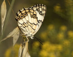 Image of Levantine Marbled White