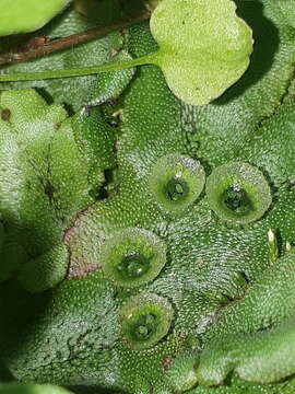 Image of common liverwort