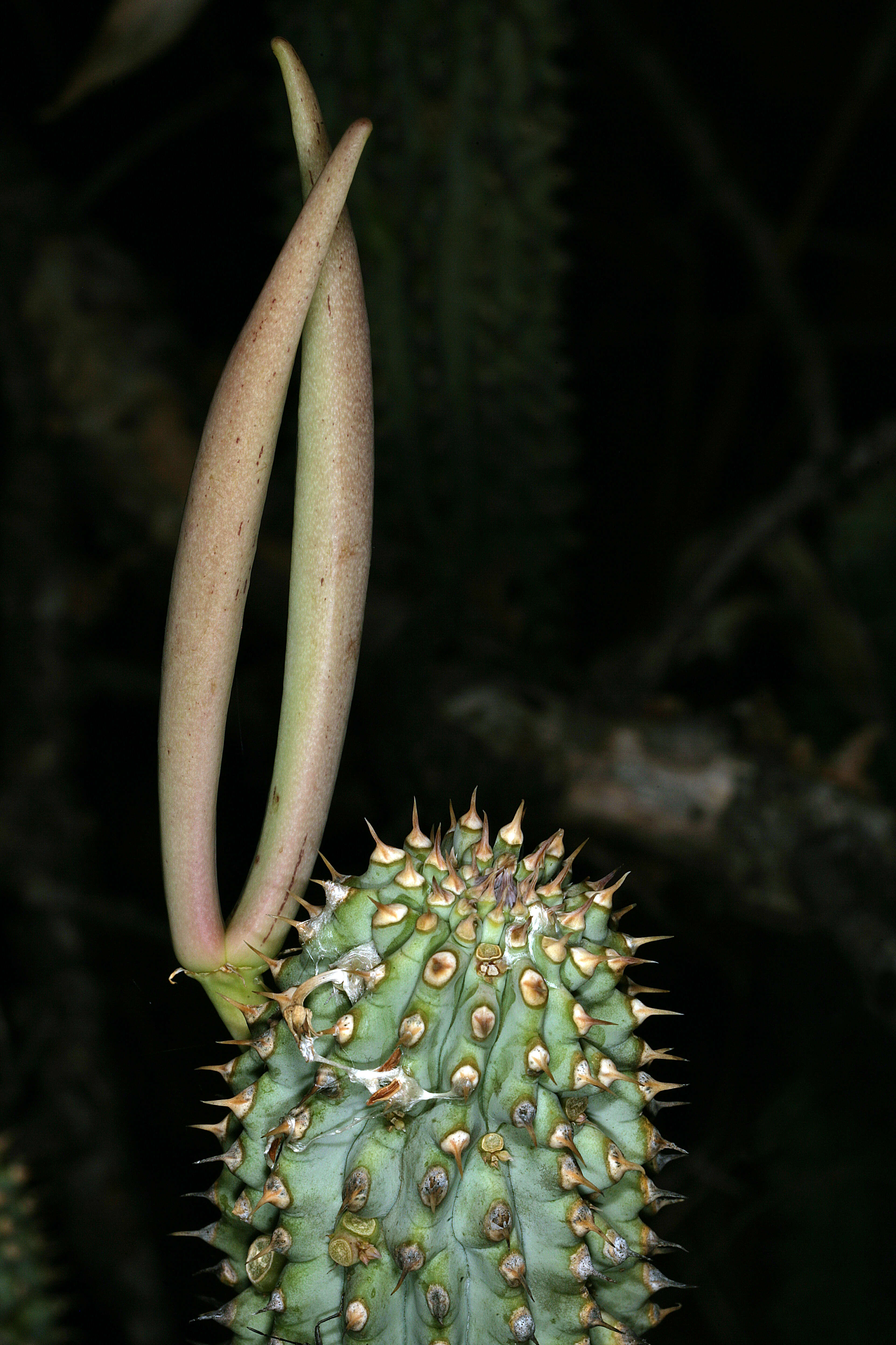 Image of Ceropegia currorii subsp. currorii