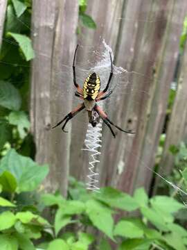 Image of Black-and-Yellow Argiope