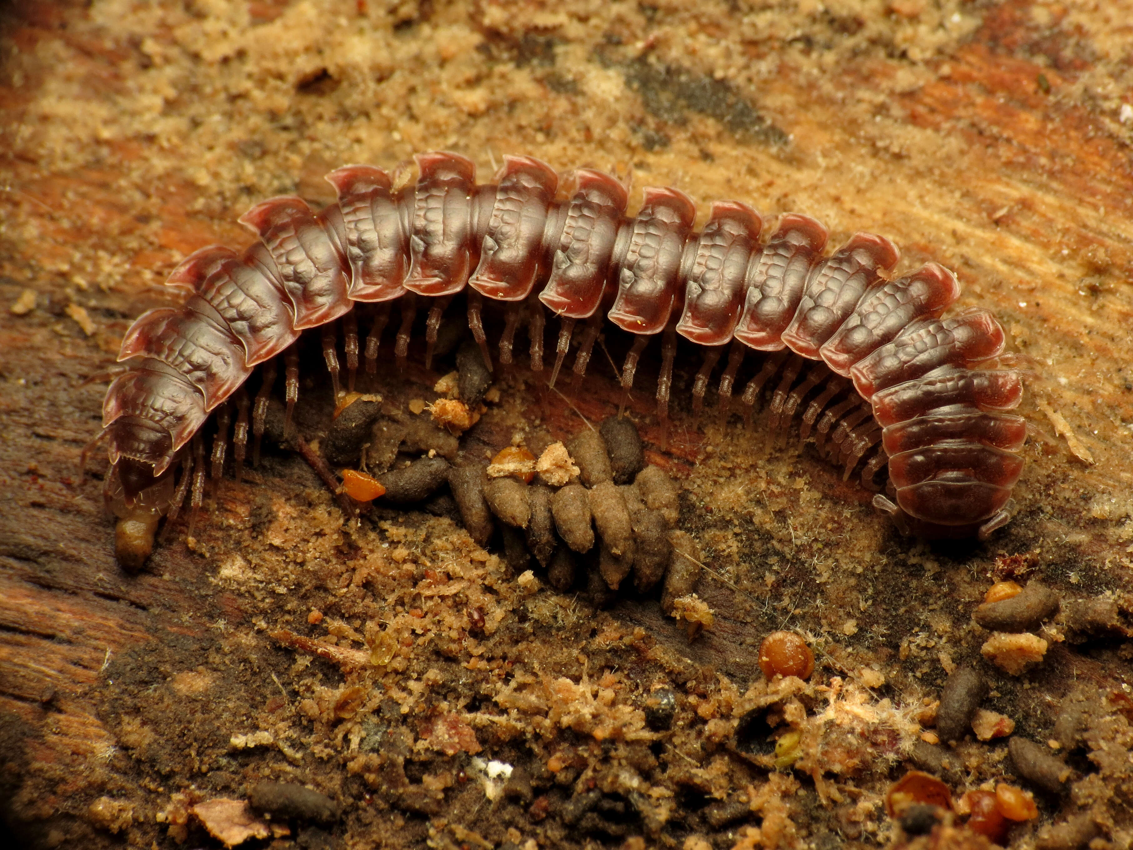 Image of Flat-backed millipede