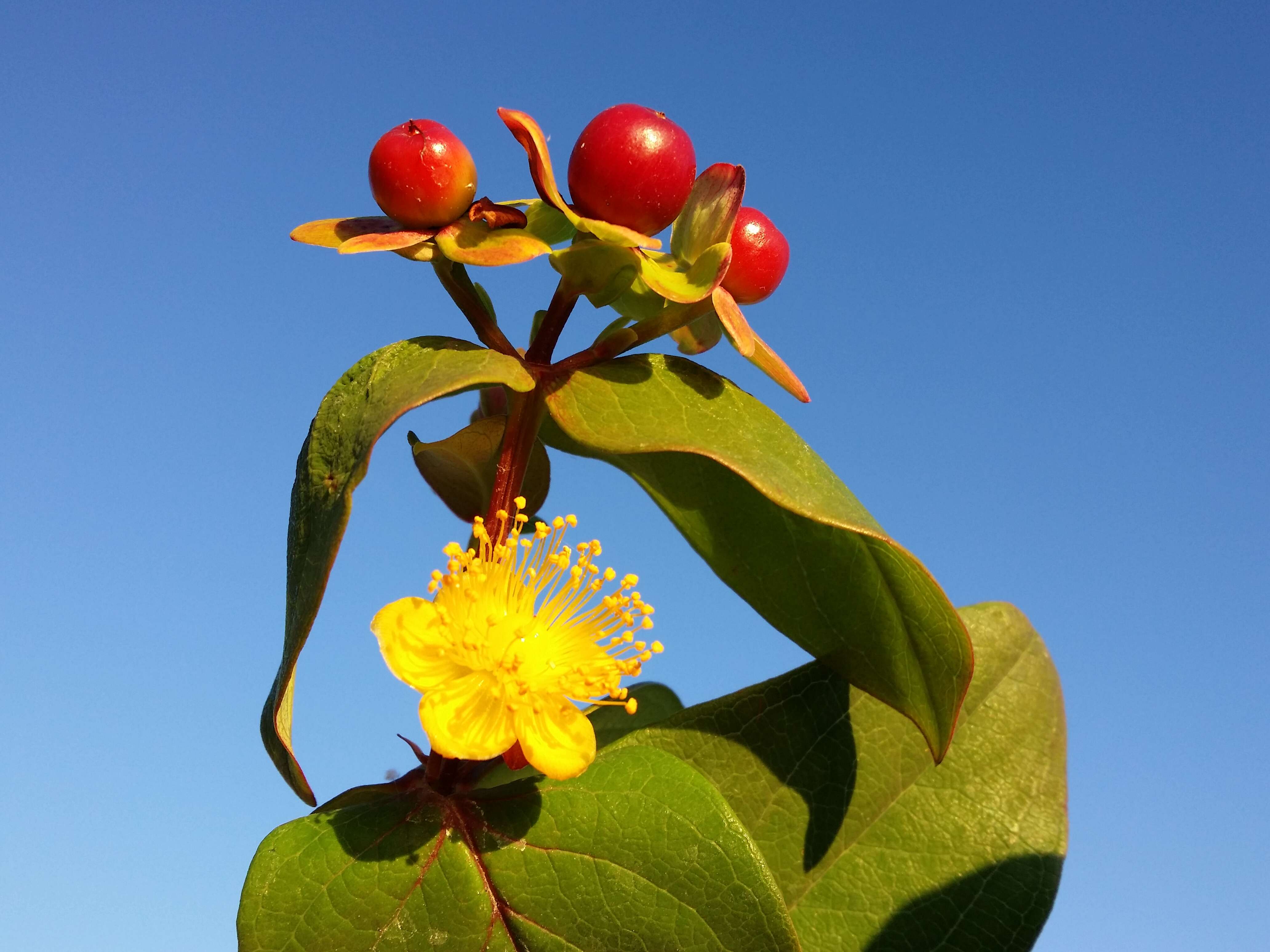 Image of sweet-amber