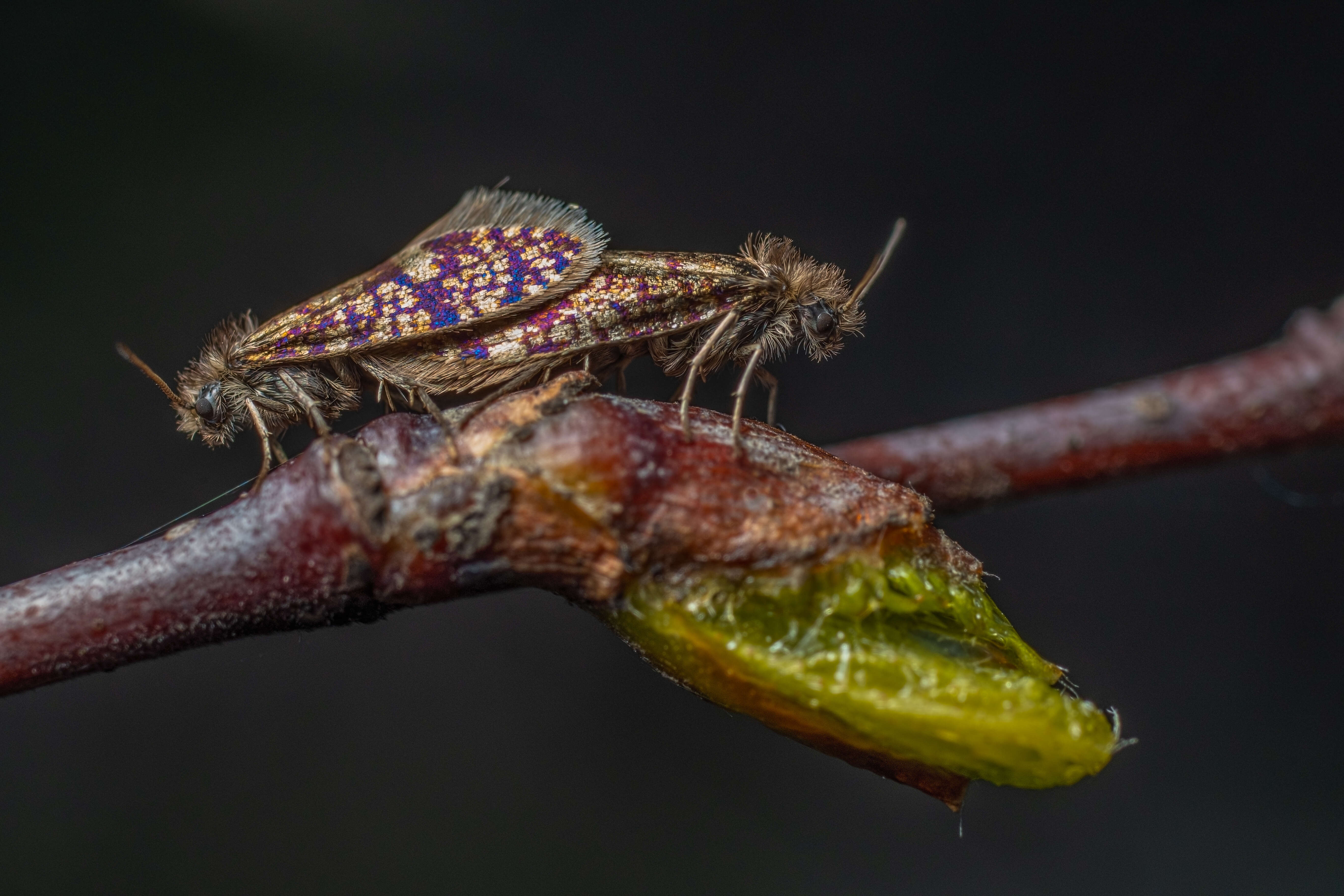 Image of Eriocrania cicatricella