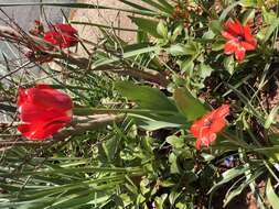 Image of Tulipa linifolia Regel