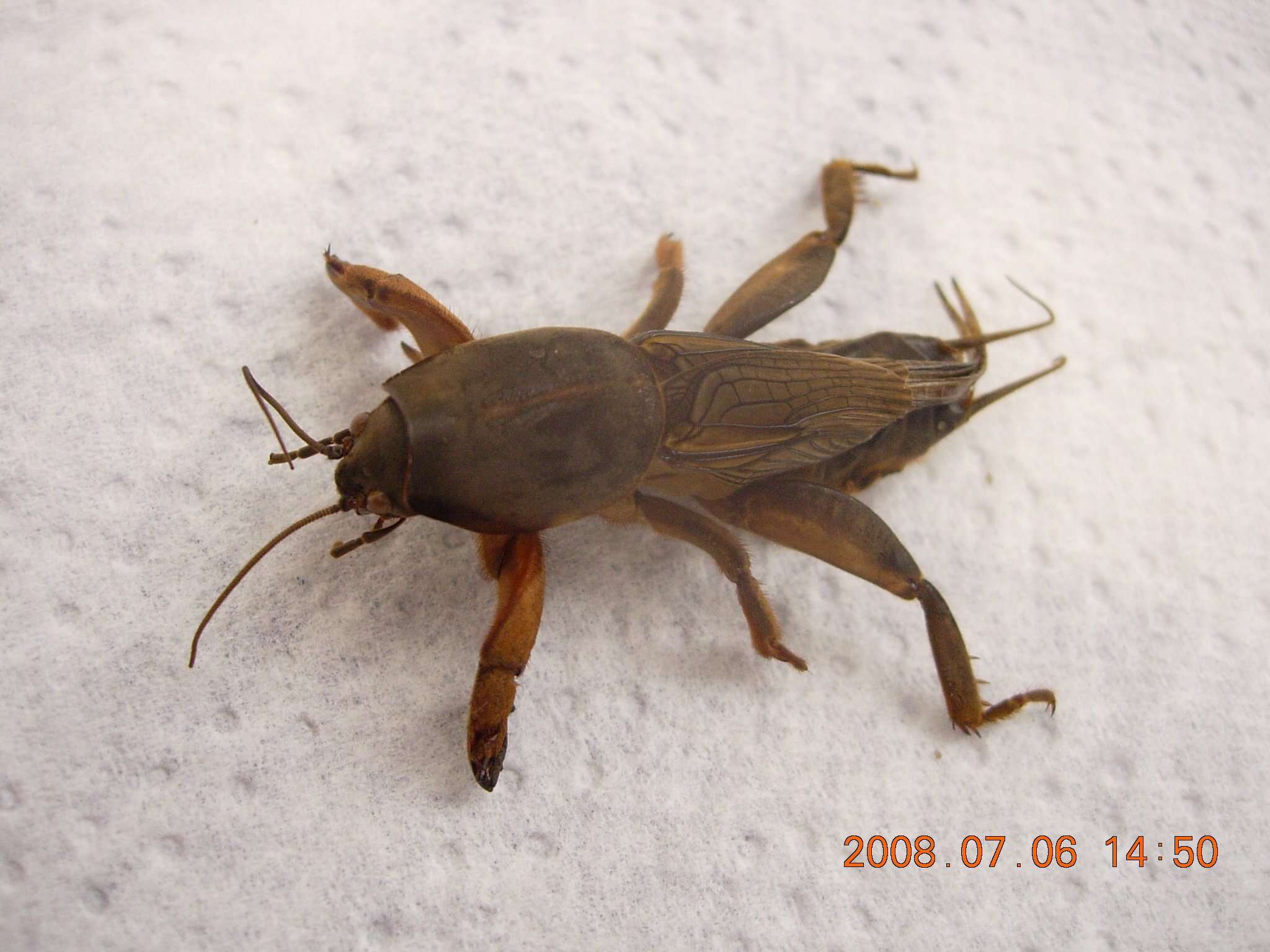 Image of mole crickets