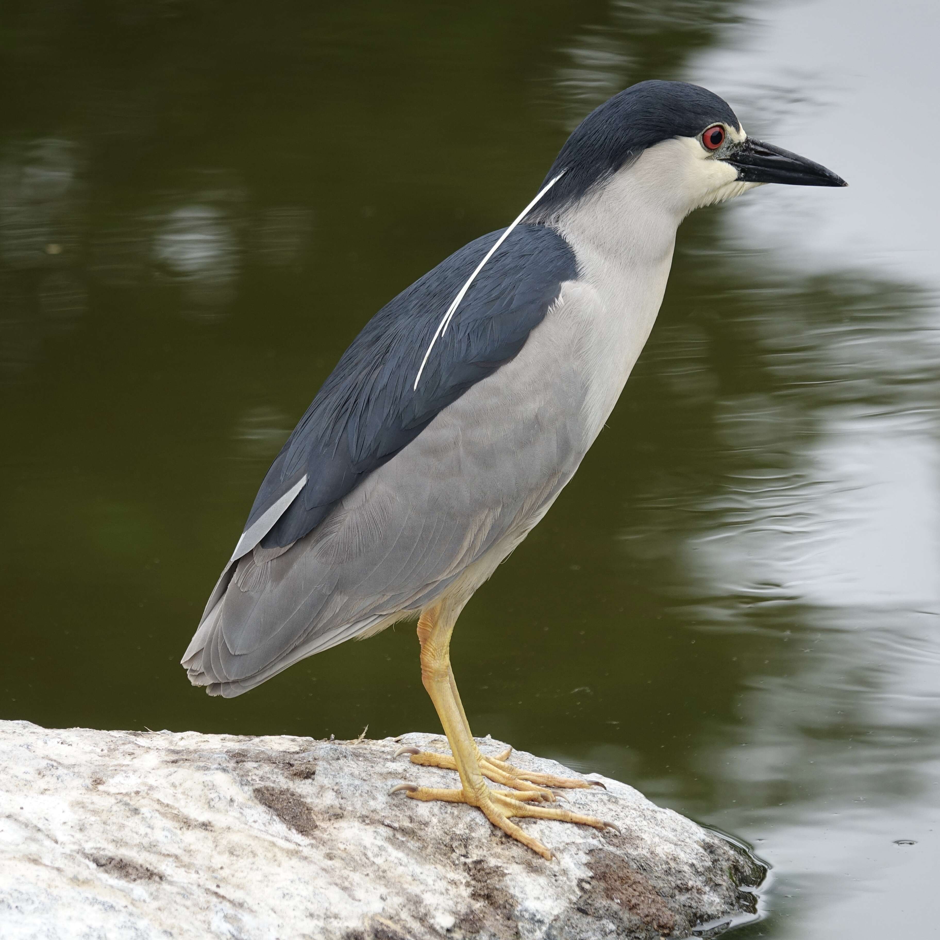 Image of Night Herons